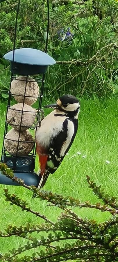 Woodpeckers Cottage Scarborough Eksteriør bilde